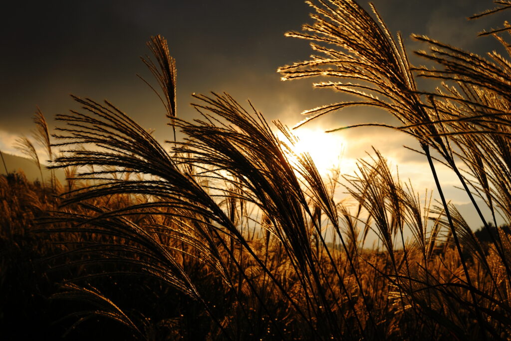 AutoConsommation Collective – leçon 4